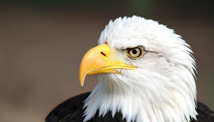 Obraz premium close up portrait of a bald eagle with sharp eyes