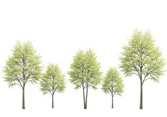 Fototapeta premium Five green trees with light foliage, isolated on transparent background