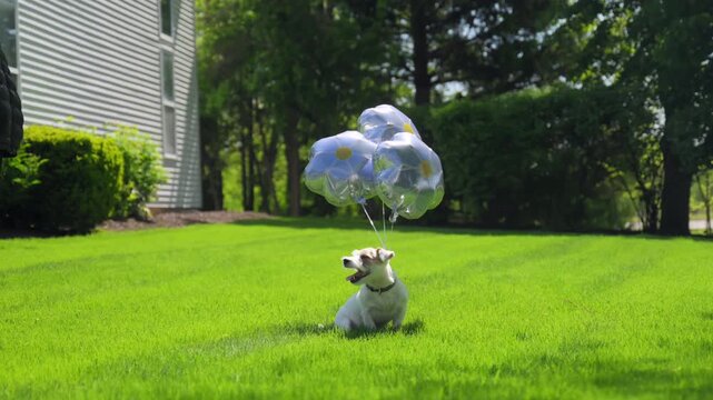 Jack Russell with balloons sits on grass. celebrates birthday in backyard. Slow moton view 