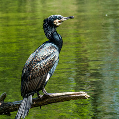 The great cormorant, Phalacrocorax carbo sitting on a branch