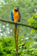 The Blue-and-yellow Macaw, Ara ararauna is a large South American parrot