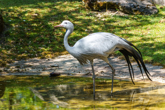 The Blue Crane, Grus paradisea, is an endangered bird