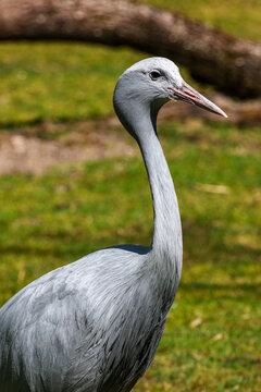 The Blue Crane, Grus paradisea, is an endangered bird