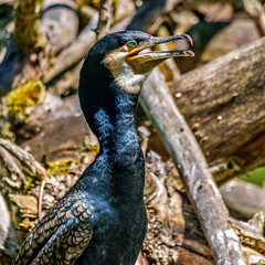 The great cormorant, Phalacrocorax carbo sitting on a branch