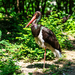 Black stork, Ciconia nigra in a german nature park