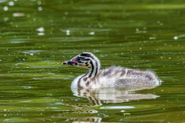 Beautiful fluffy Great Crested Grebe Baby, Podiceps cristatus with beautiful orange colors, a water bird with red eyes.