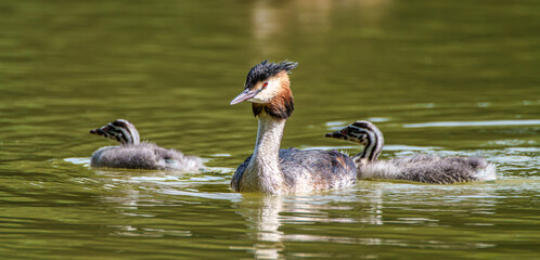 Family of Great Crested Grebe, Podiceps cristatus with beautiful orange colors, a water bird with red eyes.