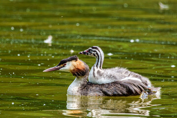 Family of Great Crested Grebe, Podiceps cristatus with beautiful orange colors, a water bird with red eyes.