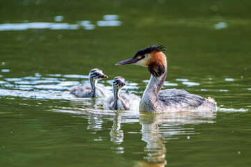 Family of Great Crested Grebe, Podiceps cristatus with beautiful orange colors, a water bird with red eyes.
