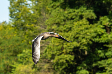 The flying greylag goose, Anser anser is a species of large goose