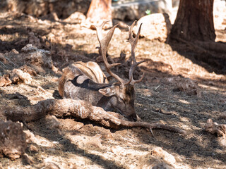 The cute deer on the farm