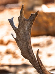 close up of a deer horns