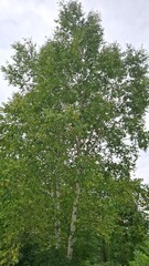 Fototapeta premium The birch is white, with a lush green crown, the birch leaves have begun to turn yellow, and autumn is approaching