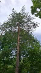 an evergreen cedar tree against a lush background, a sunny summer day, and white clouds floating in the blue sky