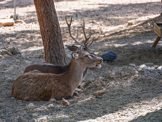 The cute deer on the farm
