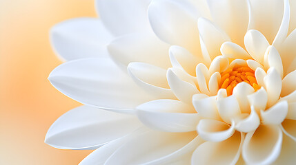 Obraz premium Cream and white flower petals in macro, with a delicate texture and a gentle, neutral background