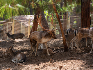 The cute deer on the farm