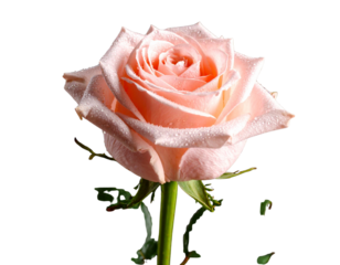 Pink Rose with Droplets on Curved Stem, Angled Side View, Isolated on Transparent Background