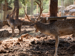 The cute deer on the farm