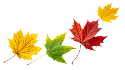 Colorful autumn leaves with transparent background