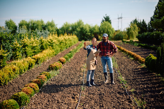 Farm workers cooperating during quality control at tree nursery.