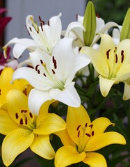 Obraz premium Close-up of several lilies in white and yellow hues, showcasing their elegant form and vibrant colors