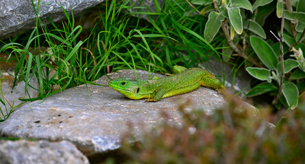 Westliche Riesensmaragdeidechse - Männchen // Balkan green lizard - male (Lacerta trilineata trilineata) - Peloponnes, Griechenland