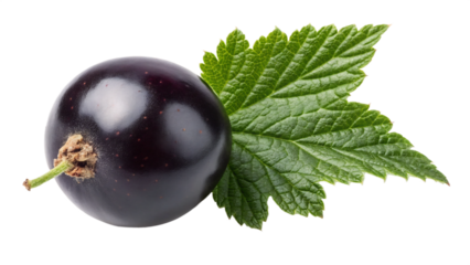Fresh blackcurrant with green leaf isolated on transparent background