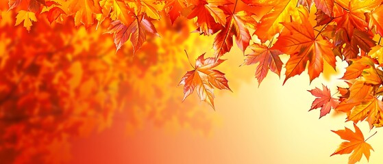 Vibrant autumn maple leaves in warm golden sunlight, a beautiful natural scene.