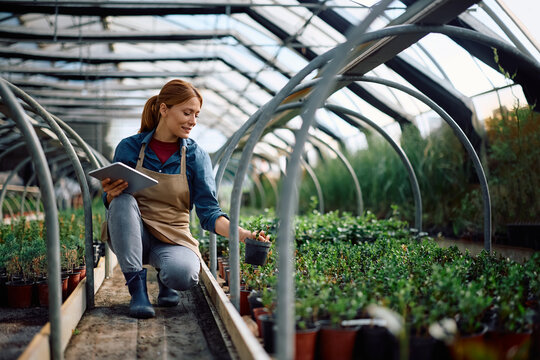 Happy woman examining potted plants while using digital tablet in greenhouse.