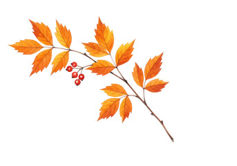 Fototapeta premium A delicate branch with vibrant orange and red autumn leaves and small red berries, isolated on a clean transparent background