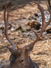 Naklejka premium The cute deer on the farm