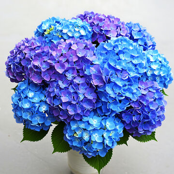 A lush bouquet of blue and purple hydrangeas in a white vase against a neutral background studio shot