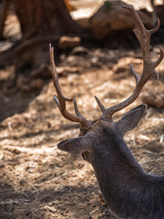 The cute deer on the farm