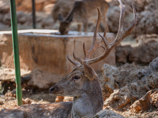 The cute deer on the farm