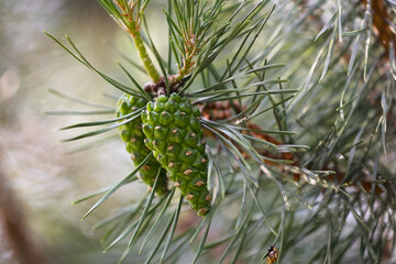 Close Up Macro Shot Of Young Green Pine Cones Growing On A Branch With Needles In Spring. Coniferous Tree Detail With Soft Bokeh Background.