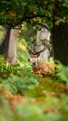 Fototapeta premium Majestic deer in autumnal forest