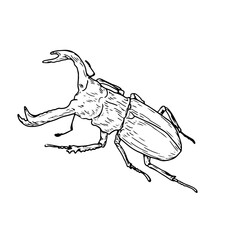 Obraz premium Large beetle of the horned beetle family, black and white sketch. Vector illustration. Simple drawing of an insect, isolated on a white background. The theme of insects, travel, book encyclopedias