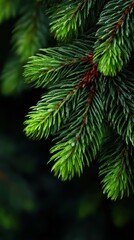 Fototapeta premium Close-up view of lush green pine needles glistening with dew in a tranquil forest setting during early morning hours
