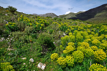 Macchia auf der Mani (Peloponnes, Griechenland) // Maquis shrubland in Mani (Peloponnese, Greece) 