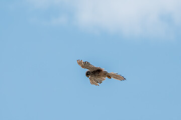 Common kestrel, Falco tinnunculus, hovered in the air in search of prey