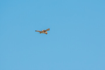 Common kestrel, Falco tinnunculus, hovered in the air in search of prey