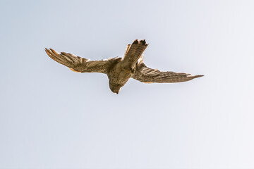 Common kestrel, Falco tinnunculus, hovered in the air in search of prey
