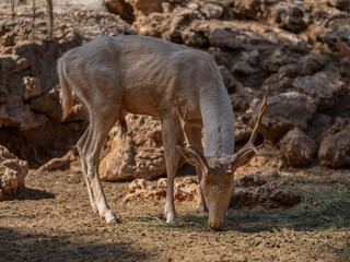 The cute deer on the farm