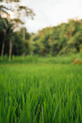 Close-Up of Green Rice Field in Tetebatu, Lombok