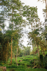 Fototapeta premium Terraced Rice Field and Jungle Edge in Tetebatu, Lombok