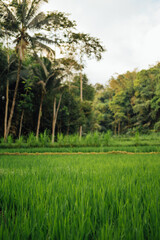 Fototapeta premium Green Rice Field and Palm Trees in Tetebatu, Lombok