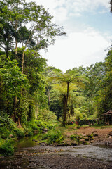 Tropical Forest Trail and Stream Near Benang Stokel, Lombok