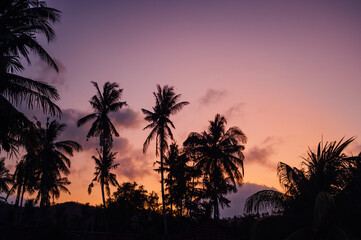 Palm Tree Silhouettes at Dusk, Kuta Lombok