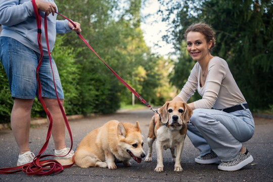 People with corgi and beagle dogs in park. Friends walking dogs.